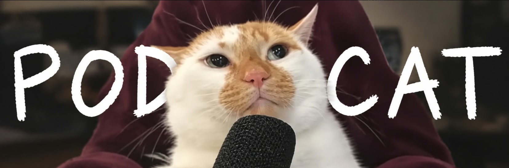 PODCAT, an orange and white cat sitting behind a microphone